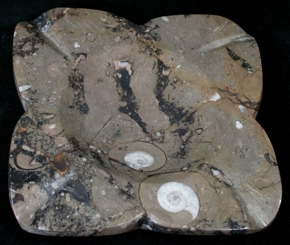 Orthoceras & Goniatite Fossil Ashtray #14534